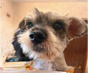 Mutt Dogs for adoption in San Diego, CA, USA