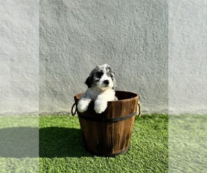 Sheepadoodle Puppy for Sale in MORENO VALLEY, California USA