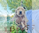 Puppy Boy 5 Goldendoodle