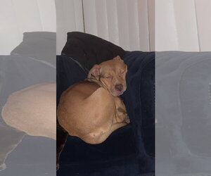 ROCKO - Male Boxer-Staffordshire Bull Terrier Mix Dog for Adoption - Photo #5