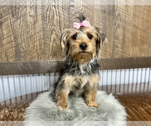 Medium Photo #8 Yorkshire Terrier Puppy For Sale in NAPPANEE, IN, USA
