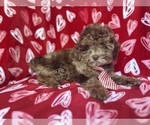 Small #5 ShihPoo