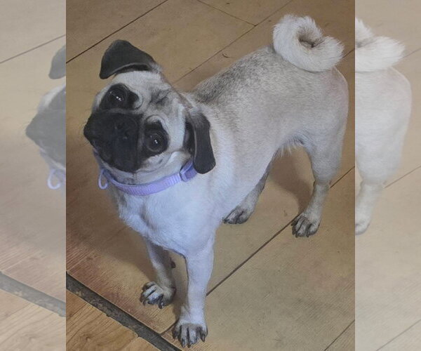 Medium Photo #3 Pug Puppy For Sale in Alexander, AR, USA