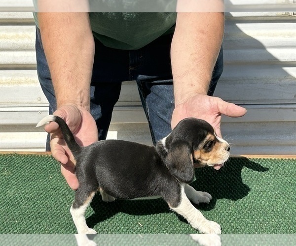Medium Photo #2 Beagle Puppy For Sale in PEVELY, MO, USA