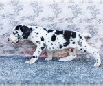Small #4 Great Dane