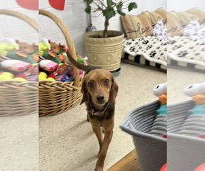 Beagle-Pointer Mix Dogs for adoption in York, SC, USA