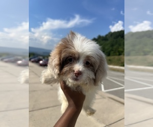 ShihPoo Puppy for sale in MARIETTA, GA, USA