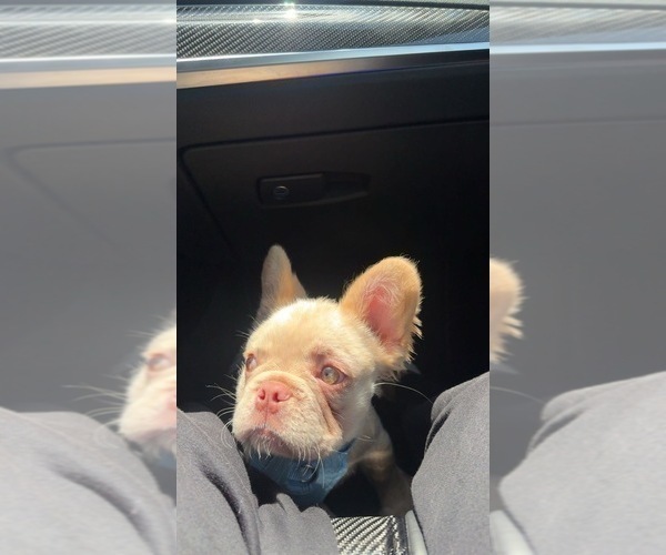 Medium Photo #3 French Bulldog Puppy For Sale in PINELLAS PARK, FL, USA