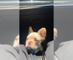Apollo - Male French Bulldog Puppy for Sale - Photo #3