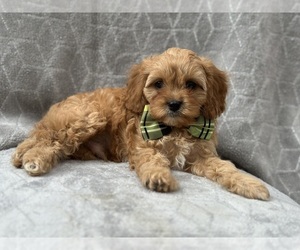 Cavapoo Puppy for sale in LAKELAND, FL, USA