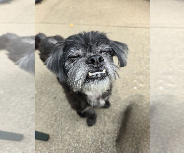 Medium Photo #2 Shih Apso Puppy For Sale in Belleuve, NE, USA