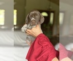 Small Photo #11 German Wirehaired Pointer Puppy For Sale in DEER RIVER, MN, USA
