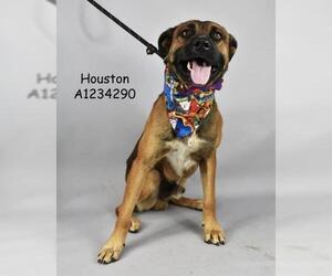 American Pit Bull Terrier-Unknown Mix Dogs for adoption in Bakersfield, CA, USA