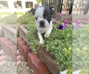 Boston Terrier Puppy for sale in FREDONIA, KS, USA