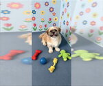 Small #7 Shih Tzu