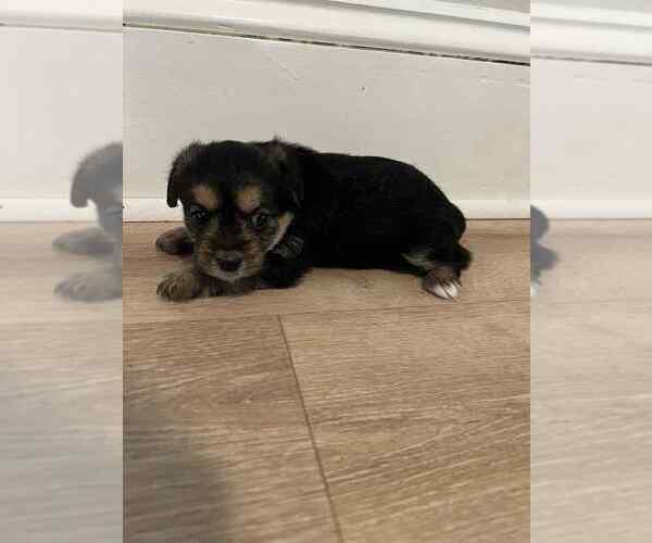 Medium Photo #1 Yorkie-Apso Puppy For Sale in PAWTUCKET, RI, USA