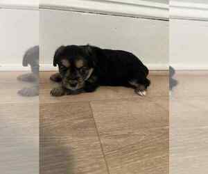 Yorkie-Apso Puppy for sale in PAWTUCKET, RI, USA