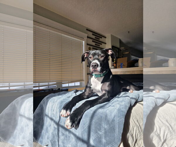 Medium Photo #7 Labrador Retriever-Unknown Mix Puppy For Sale in Princeton, MN, USA