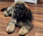 Small Photo #1 Cavapoo-Maltipoo Mix Puppy For Sale in CONYERS, GA, USA