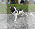 Small Photo #3 French Bulldog Puppy For Sale in FORT LAUDERDALE, FL, USA