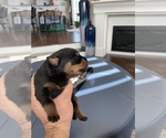 Small Photo #10 Rottweiler Puppy For Sale in NEW PORT RICHEY, FL, USA