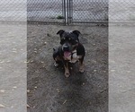 Small Photo #1 American Bully Puppy For Sale in TRENTON, NJ, USA