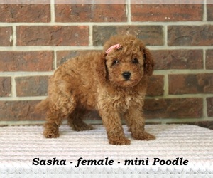 Poodle (Toy) Puppy for sale in CLARKRANGE, TN, USA
