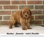 Image preview for Ad Listing. Nickname: Sasha