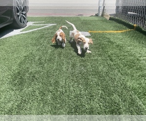 Basset Hound Dog for Adoption in SAN BERNARDINO, California USA