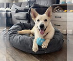 Mark - Male German Shepherd Dog-Unknown Mix Dog for Adoption - Small photo