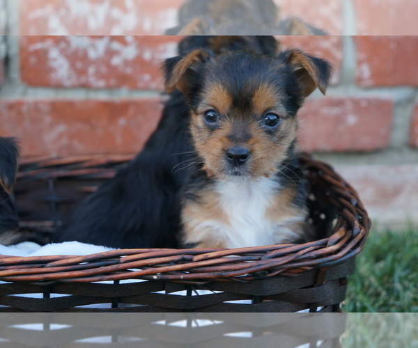 Medium Photo #7 Yorkshire Terrier Puppy For Sale in ESCONDIDO, CA, USA