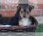 Small Photo #7 Yorkshire Terrier Puppy For Sale in ESCONDIDO, CA, USA