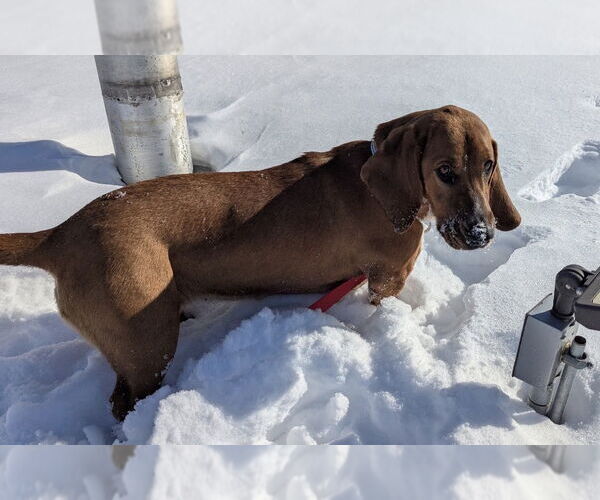 Medium Photo #2 Basset Hound Puppy For Sale in Brookville, OH, USA