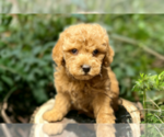 Small Photo #7 Poodle (Miniature) Puppy For Sale in DUNDEE, OH, USA
