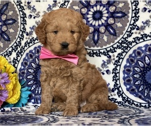 Goldendoodle (Miniature) Puppy for sale in LANCASTER, PA, USA