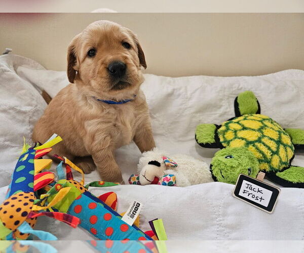 Medium Photo #4 Golden Retriever Puppy For Sale in WASECA, MN, USA