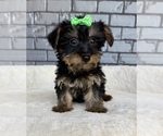 Small #2 Yorkshire Terrier