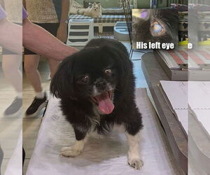 Pekingese Dogs for adoption in Benton, LA, USA