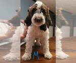 Small Photo #6 Goldendoodle Puppy For Sale in SYRACUSE, NY, USA