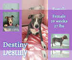 Small #3 American Pit Bull Terrier