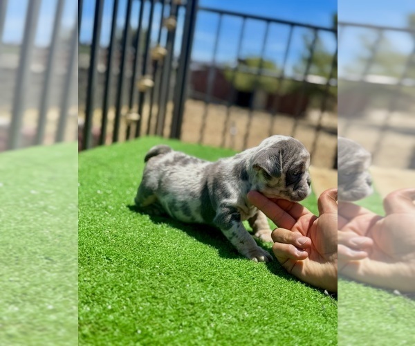 Medium Photo #15 English Bulldog Puppy For Sale in WILLIAMSBURG, OH, USA