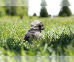 Small Photo #8 Havanese-Poodle (Toy) Mix Puppy For Sale in WARSAW, IN, USA