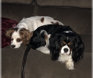 Mother of the Cavalier King Charles Spaniel puppies born on 02/10/2023