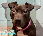 Small Labrador Retriever Mix