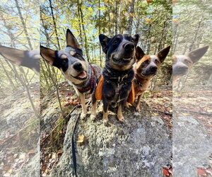 Dingo - Male Mutt Dog for Adoption - Photo #3