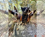 Small Photo #3 Mutt Puppy For Sale in Garden City, NY, USA
