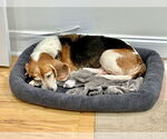 Small #2 Beagle