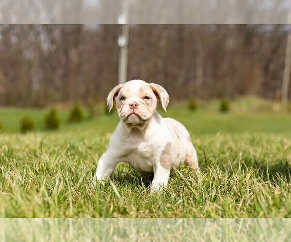 Medium Photo #10 Olde English Bulldogge Puppy For Sale in WARSAW, IN, USA