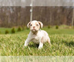 Small Photo #10 Olde English Bulldogge Puppy For Sale in WARSAW, IN, USA