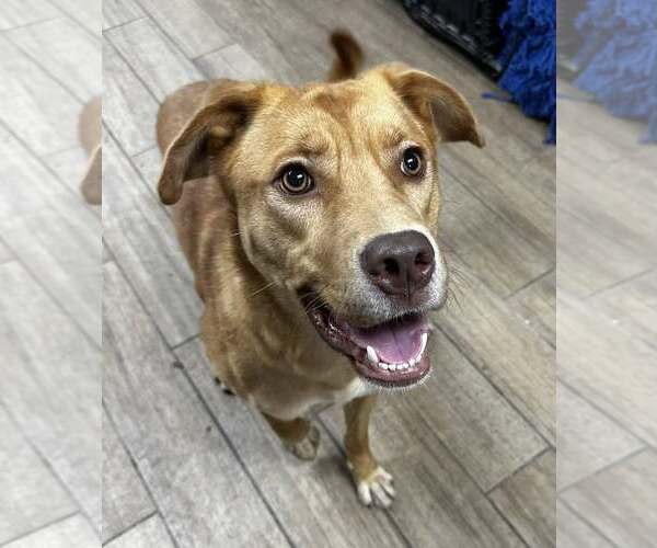 Medium Photo #1 Labrador Retriever-Unknown Mix Puppy For Sale in Rowlett, TX, USA